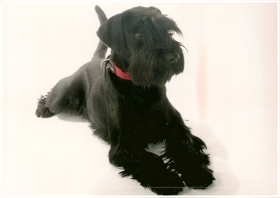 L - Wurf - Mittelschnauzer schwarz von der Thelersäule