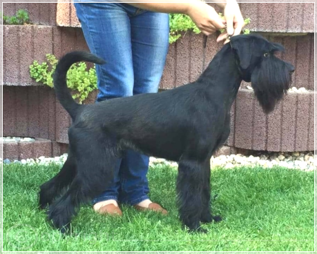 Cherni Strazhnik Be My Talisman