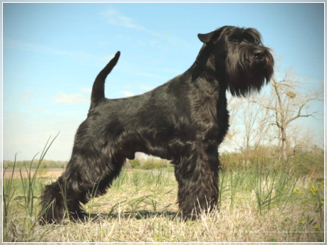 Gaudeamus od Dalajského potoka