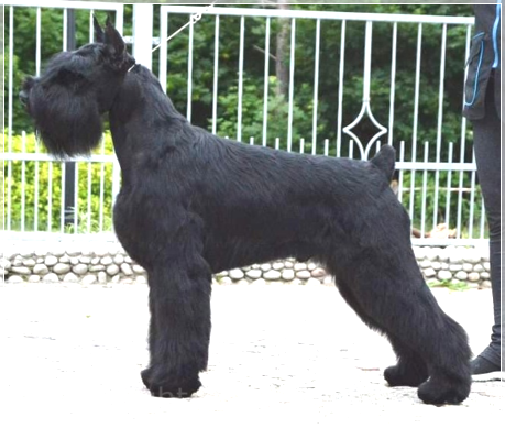 Gently Born Yabba Dabba Doo