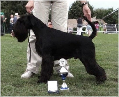 Goran Magnum Cordis Flor D´Luna