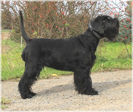 Kasteelheeren´s Layla Liv