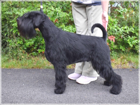 Lucitano od Dalajského potoka