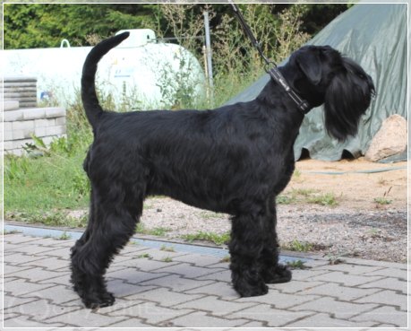 Nadioucha Noblessa von der Thelersäule