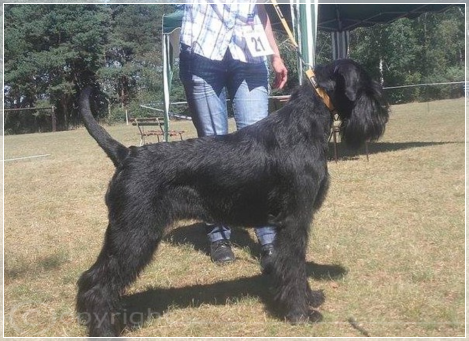 O´Lavita Ornella von der Thelersäule - Riesenschnauzer