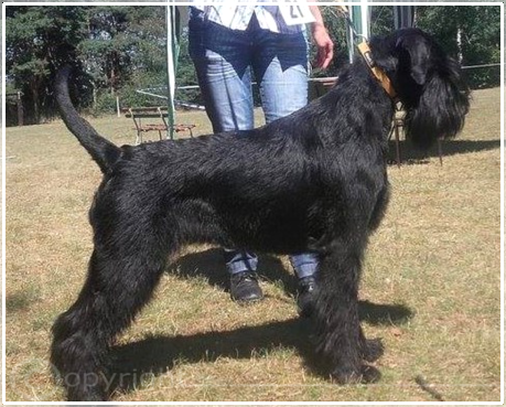 O´Lavita Ornella von der Thelersäule