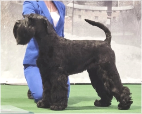 Vivian Vinci Ann-Sla Splota