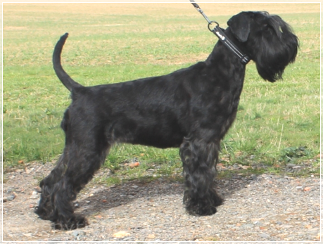 Younique Yndiya von der Thelersäule