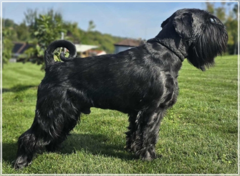 Zap Zarapp von der Thelersäule - Mittelschnauzer